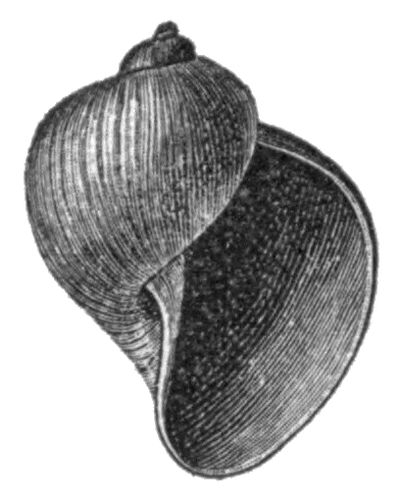 Thickshell pondsnail